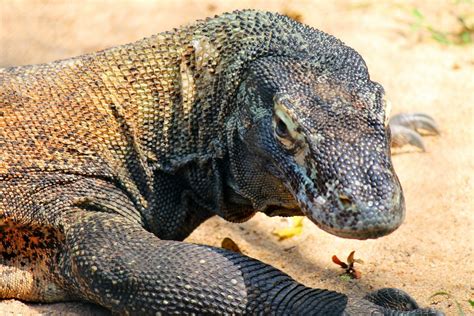 comdo dragon|comodo dragon italiano.
